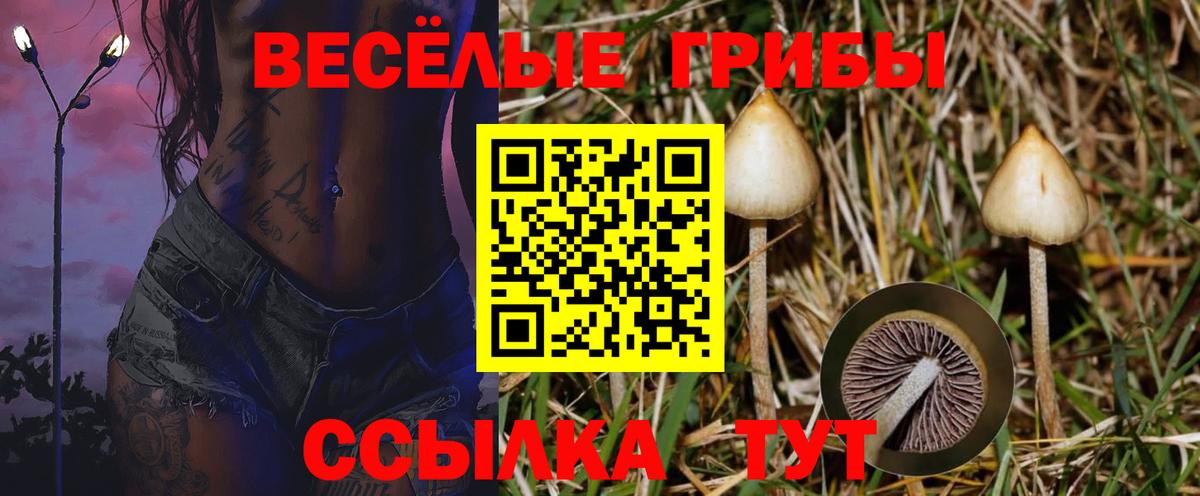 Псилоцибиновые грибы мицелий Верхняя Салда